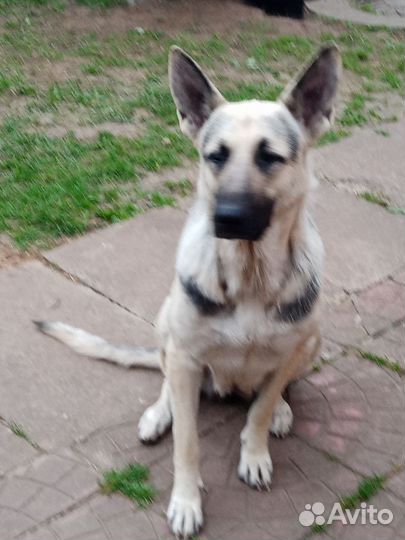 Восточноевропейская овчарка