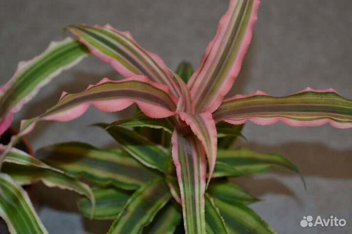 Криптантус. Комнатные цветы. Растения. Для дома