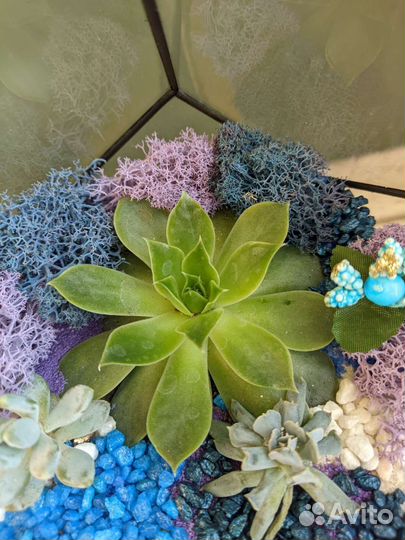 Флорариум с суккулентами