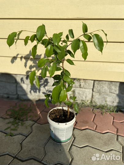 Фикус мелколистный