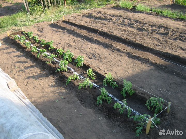 Продажа рассады