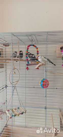 Продам Рисовых Амадинов