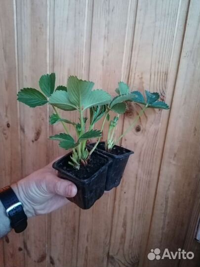 Рассада клубники Кабрилло зкс