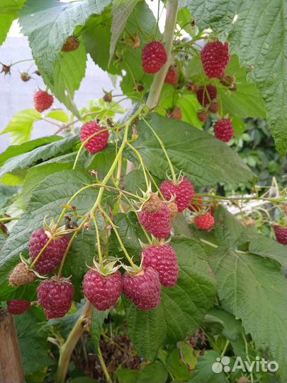 Малина ремонтантная красная и жёлтая медовая