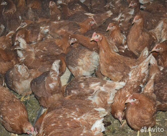 Куры-молодки