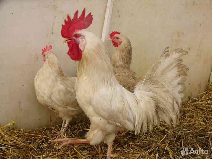 Продам петуха