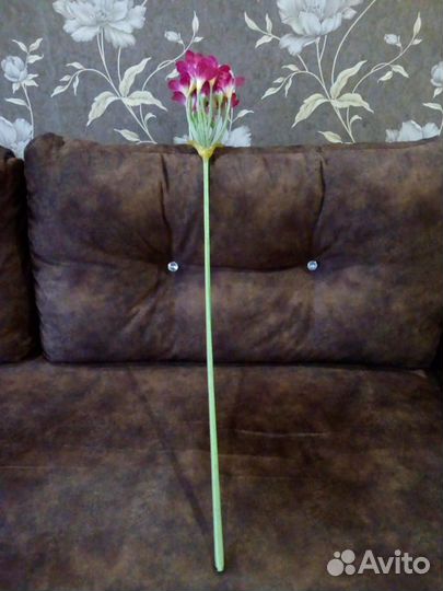 Фрезия цветы интерьерные