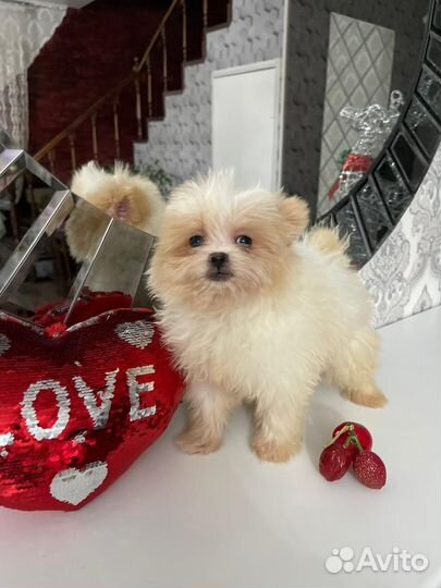 Тедди Помапу