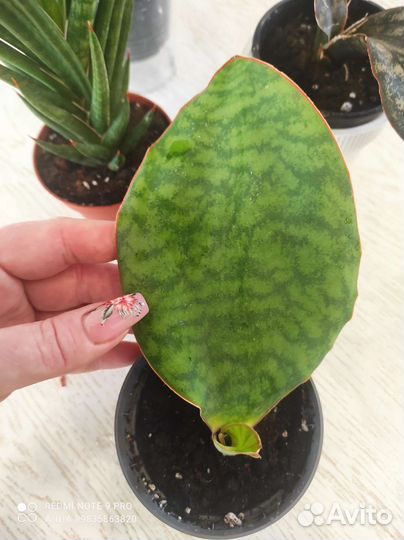 Сансевиерия сортовая редкая masoniana Congo