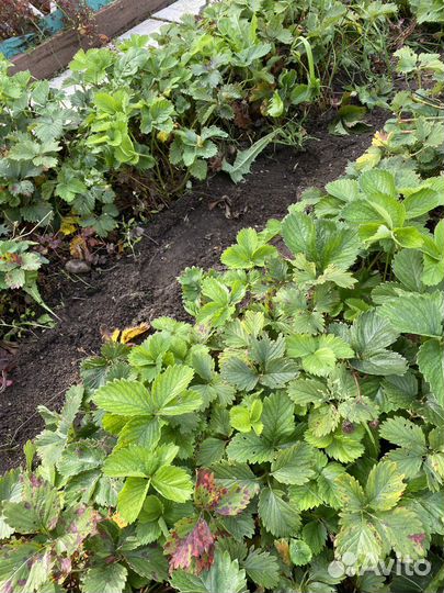 Кусты клубники