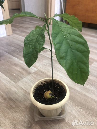 Продам авокадо растение
