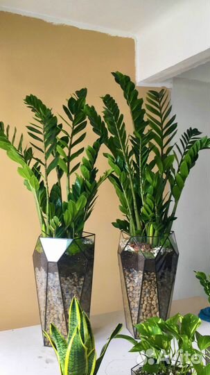 Цветы для офиса, цветок замиокулькас