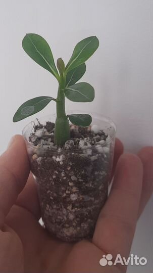 Адениум сеянцы микс