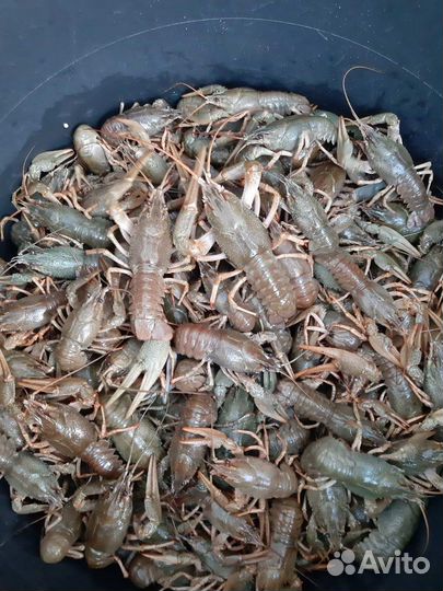 Волжские раки оптом и в розницу