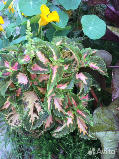 Продам срез колеусов