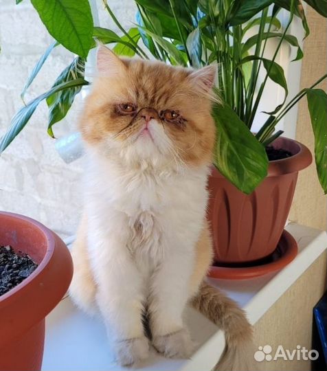 Персидские котята