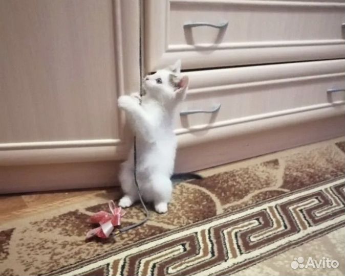 Кошка