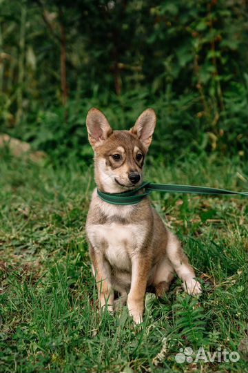 Щенок-девочка