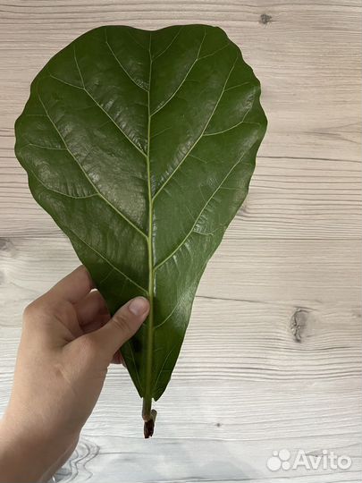 Фикус Лирата Колумнарис