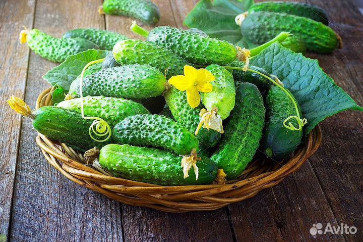 Огурцы свежие оптом