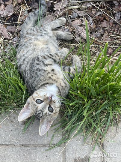 Котята в добрые руки бесплатно