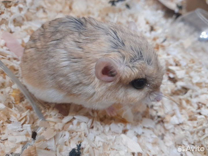 Жирнохвостая песчанка самка