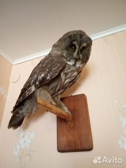 Чучело хищной птицы