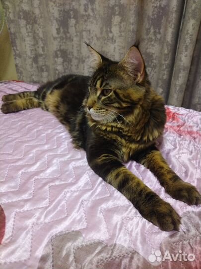 Кот мейн-кун вязка