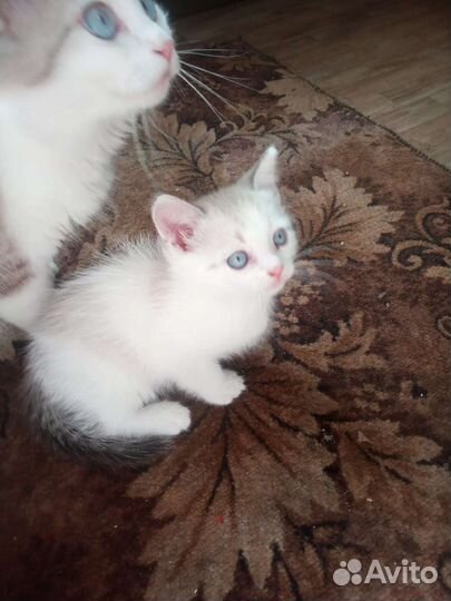 Отдам в добрые руки голубоглазых котиков