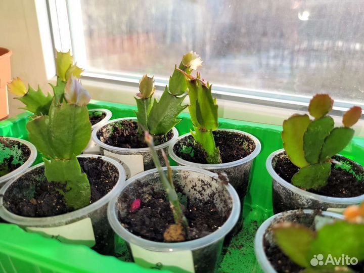 Шлюмбергера / декабрист