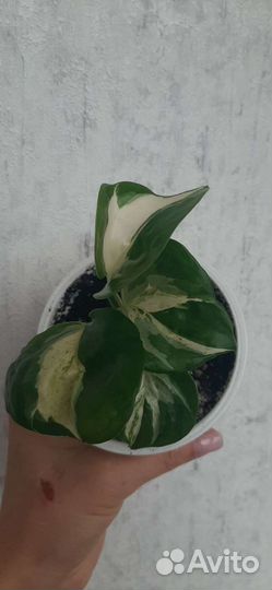 Сциндапсус