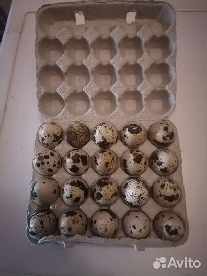 Яйца перепелиные