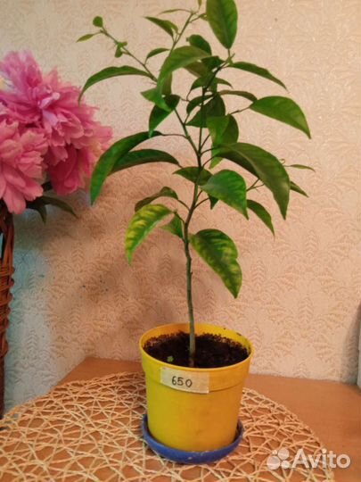 Комнатные растения