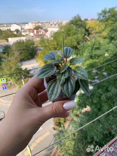 Пеперомия серебристая