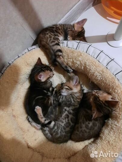 Бенгальские котята