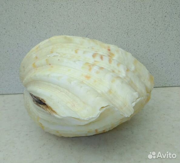 Чайна Клам 15*11,2 морская ракушка раковина