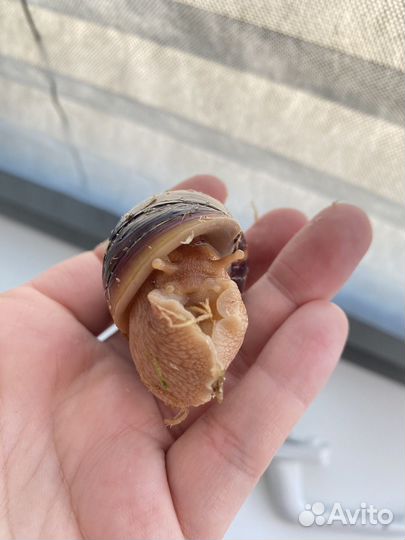 Улитки ахатины