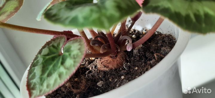 Цикламен сеянец