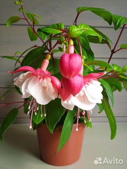 Комнатные цветы