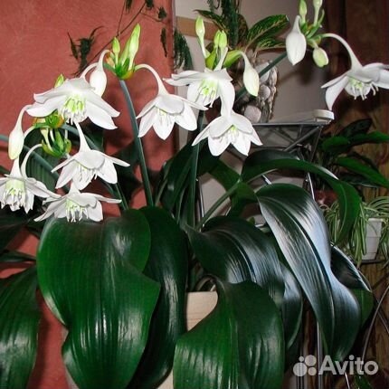 Комнатные растения Севастополя