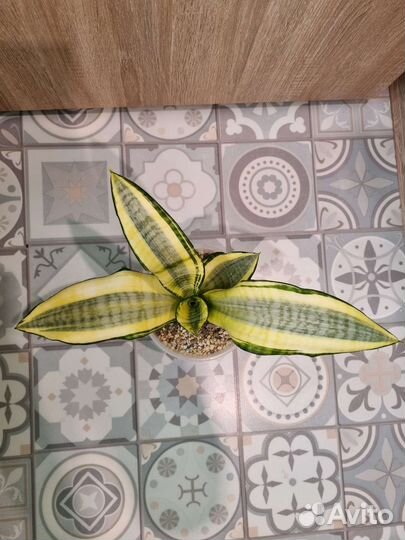 Сансевиерия Хендрика