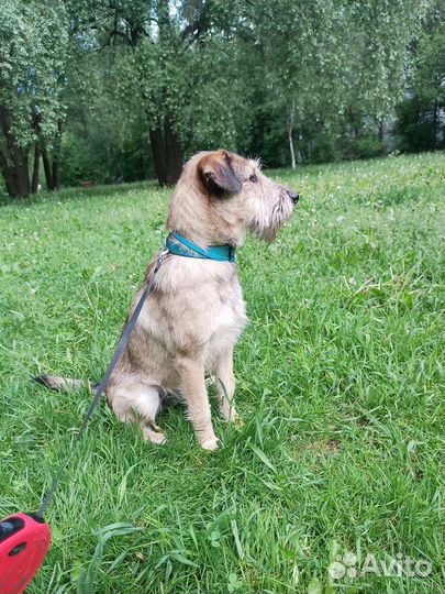 Собака в добрые руки отдам бесплатно