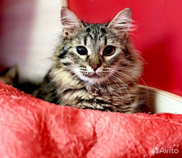 Особенный котёнок подросток