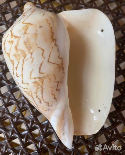 Морские ракушки