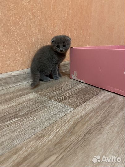 Шотландские котята