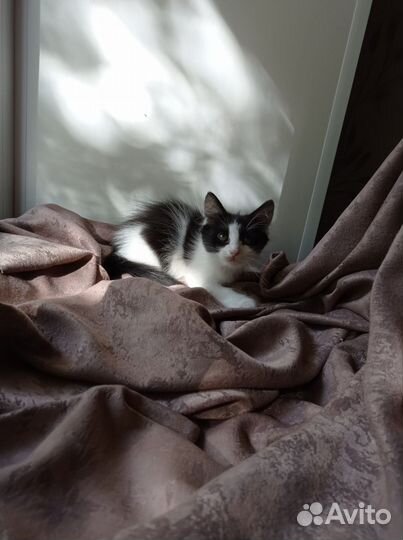 Котата