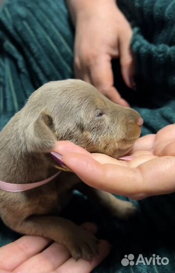 Добермана щенки