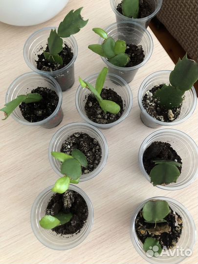 Фиалки, декабристы