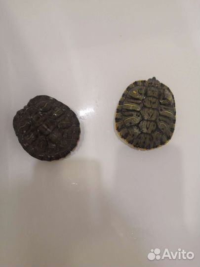 Аквариум с красноухами черепахами