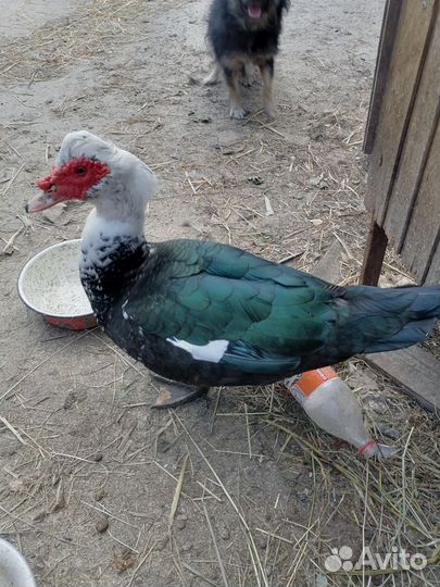 Индоутки шипуны